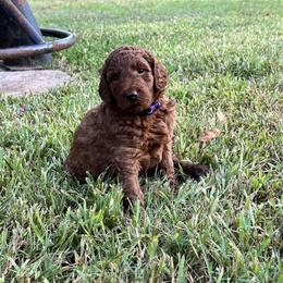 Boykin Spaniel and Goldendoodle Puppies from Double Shot Boykins