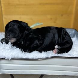 Winter - Black female Bordoodle puppy in Valley Center, California from Circle R Valley Bordoodls