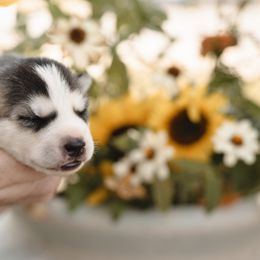 Siberian Husky Puppies from Husky Love and Pups