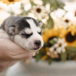 Siberian Husky Puppies from Husky Love and Pups