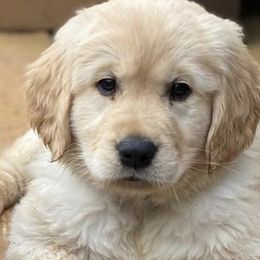 Bernese Mountain Dogs and Golden Retrievers from Raven Rock Puppies