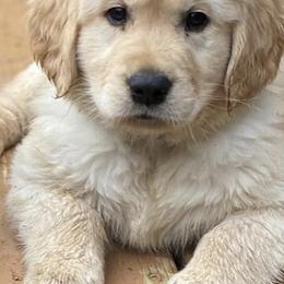 Bernese Mountain Dogs and Golden Retrievers from Raven Rock Puppies