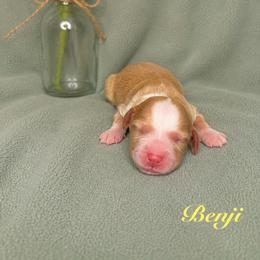 Benji - Caramel red male Australian Labradoodle puppy in Ponchatoula, Louisiana from Cajun Land Doodles