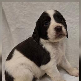 Rocky Mountain - Liver white and roan female English Springer Spaniel puppy in Palisade, Colorado from Bigfoot's Kennel