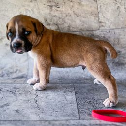 Red Collar - Chestnut brindle male Cane Corso puppy in Catawba, North Carolina from Catawba Cane Corso