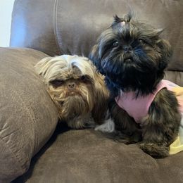 Shih Tzu Puppies from Socal Mother Of Shih Tzus