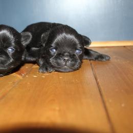 Girl 1 - Black female Brussels Griffon puppy in Huntsville, Alabama from Tammy's Brussels