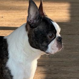 Zurri - Boston Terrier