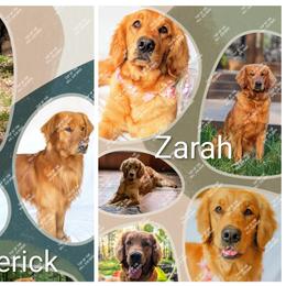 Golden Retriever puppies from Top of the Hill Goldens