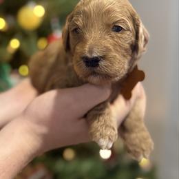 Vixen - Parti female Goldendoodle puppy in Howard City, Michigan from Doodles and Chaos
