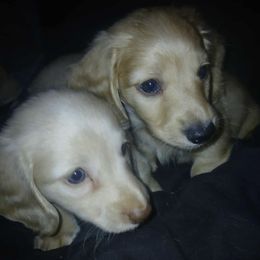 Dachshund puppies from Atlasta Dachshunds