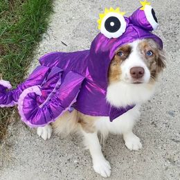 Miniature Australian Shepherds from Flat River Aussies