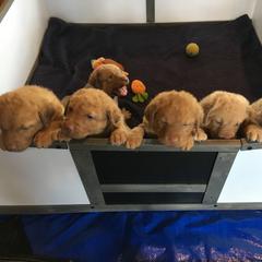 Chesapeake Bay Retriever Puppies from Bay Haven Chesapeakes