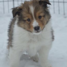 Shetland Sheepdog Puppies from Sunny Shelties