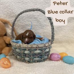 Peter - Red  male Goldendoodle puppy in Taylorsville, North Carolina from Doggone Dixie Doodles