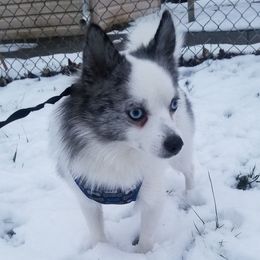 Lightning - Pomsky
