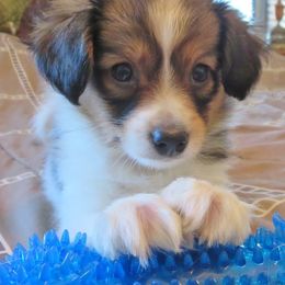 German Shepherd and Papillon Puppies from AZSunshine K9's