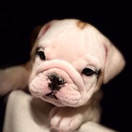 Bulldogs from Heather's Bulldogs