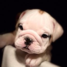 Bulldogs from Heather's Bulldogs