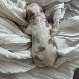 Ghost - Blenheim male Cavapoo puppy in Bloomfield, New York from Campbell Cavapoos