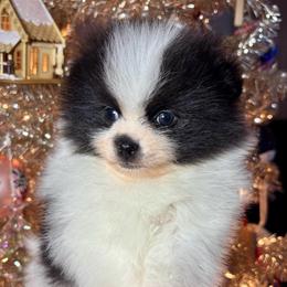 Olaf - Black parti male Pomeranian puppy in Springfield, Missouri from Hope Mountain Pomeranians
