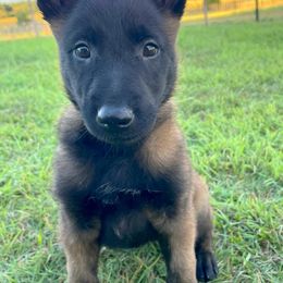 Belgian Malinois from Vandergriff Malinois