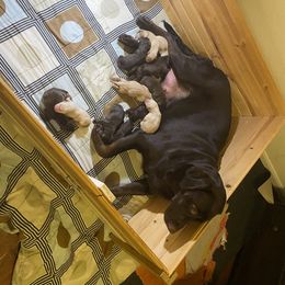 Dilute Retriever and Labrador Retriever Puppies from Moran’s Lab’s