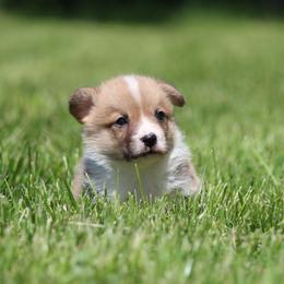 Tim - Red male Pembroke Welsh Corgi puppy in Fort Madison, Iowa from Bellwether Acres