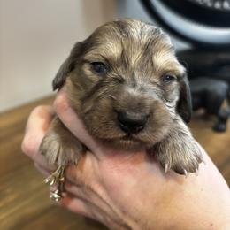 AKC Louie - Dapple male Dachshund puppy in White Cloud, Michigan from West Michigan Dachshund