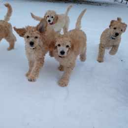 Poodle Puppies from APAW Poodles
