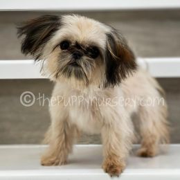 Shih Tzus from The Shih Tzu Nursery