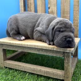 Great Dane Puppies from Top Brackett Danes