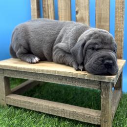 Great Dane Puppies from Top Brackett Danes