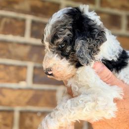 Bramble - Parti male Goldendoodle puppy in Macclenny, Florida from Baker County Goldendoodles