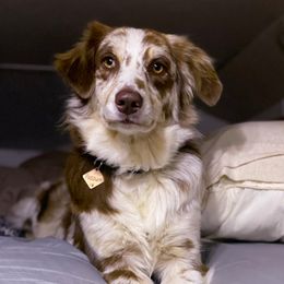 Possum - Australian Shepherd