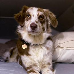 Possum - Australian Shepherd