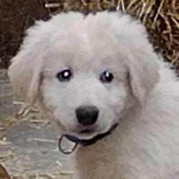 Maremma Sheepdogs from The Ewe Crew Homestead