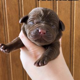 Marshall - Chocolate male Labrador Retriever puppy in Tomahawk, Wisconsin from Mahner Labs