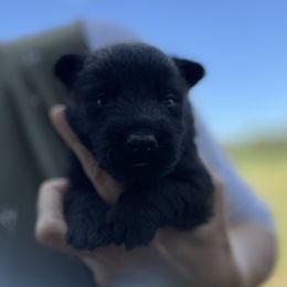 Scottish Terrier and Toy Australian Shepherd Puppies from Pecan Creek