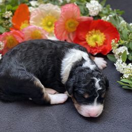 Bernedoodle Puppies from Creekside Doodles
