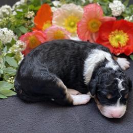 Bernedoodle Puppies from Creekside Doodles