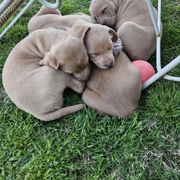 Blue Lacy Puppies from Red River Blue Lacys