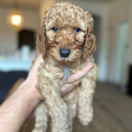 Gray - Apricot male Goldendoodle puppy in Buda, Texas from The Doods Spot *located in Buda, tx.*