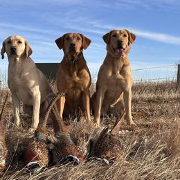 Labrador Retrievers from Diamond Flush Gun Dogs