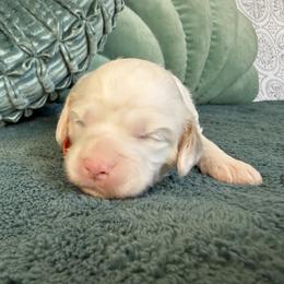 Winnie - Cream female Australian Labradoodle puppy in Citrus Heights, California from Elite Blend Labradoodles
