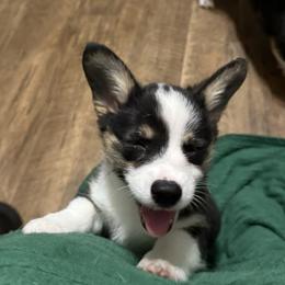 Pembroke Welsh Corgi Puppies from S7 Corgis and Chaos