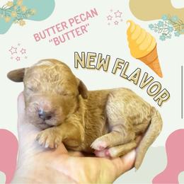 Butter - (Butter Pecan) - Gold female Bordoodle puppy in Canfield, Ohio from Poo's Doo's & Inu's