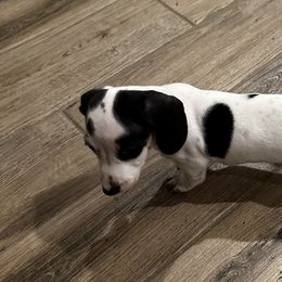 Dachshund Puppies from Empire's Dachshunds