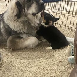 Pembroke Welsh Corgi Puppies from Serenity Ann Pups