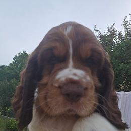 Teton - Liver white and tan male English Springer Spaniel puppy in Hephzibah, Georgia from Sidel's Springers